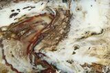 Colorful, Hubbard Basin Petrified Wood Slab - Nevada #222141-1